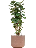 CC0044334