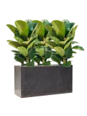 CC0044448