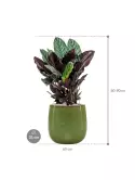 CC0045832_1