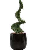 CC0046024