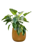 CC0046132