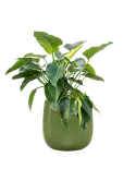 CC0046135