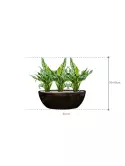 CC0047185_1