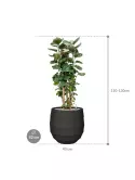 CC0047374_1