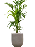 CC0048872