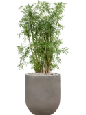 CC0048884