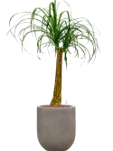 CC0048971