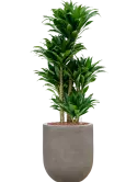 CC0048983