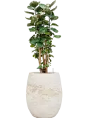 CC0049897