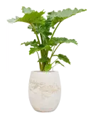 CC0049909