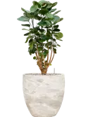 CC0049948