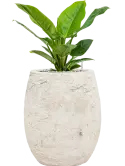 CC0049960