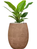 CC0049966