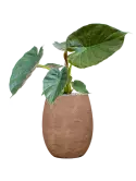CC0049969
