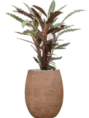 CC0049981