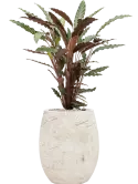 CC0049984