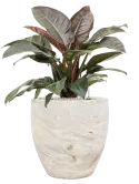 CC0050029