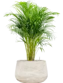 CC0050041
