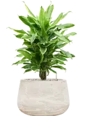 CC0050050