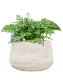 CC0050065