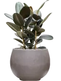 CC0050146