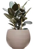 CC0050149