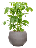 CC0050158