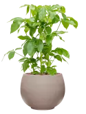 CC0050161