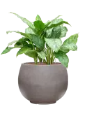 CC0050170
