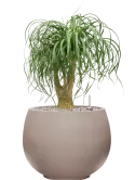 CC0050176
