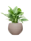 CC0050179