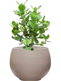 CC0050191