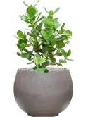CC0050194