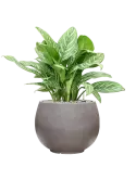 CC0050197