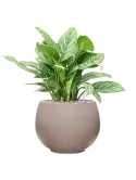 CC0050200