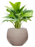 CC0050203