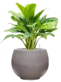 CC0050206