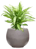 CC0050209