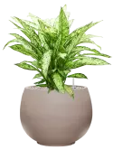 CC0050212