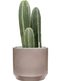CC0050215