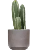 CC0050218