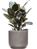 CC0050221