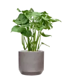 CC0050230