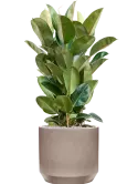 CC0050239