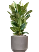 CC0050242