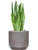 CC0050245
