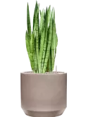 CC0050248