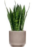 CC0050251