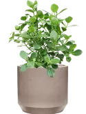 CC0050281