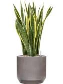 CC0050287